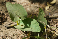 Aristolochia californica