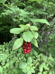 Prunus virginiana virginiana