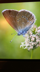Cyaniris semiargus