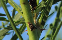 Penthobruchus germaini