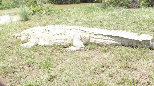 Crocodylus intermedius
