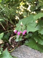 Allium allegheniense