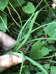 Allium allegheniense
