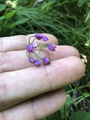 Allium allegheniense