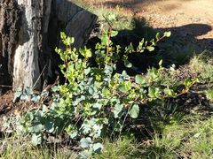 Muehlenbeckia rhyticarya