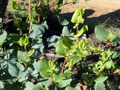 Muehlenbeckia rhyticarya