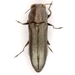 Agrilus muticus - Photo (c) Mike Quinn, Austin, TX, some rights reserved (CC BY-NC), uploaded by Mike Quinn, Austin, TX