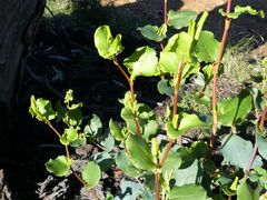 Muehlenbeckia rhyticarya