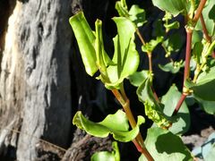 Muehlenbeckia rhyticarya