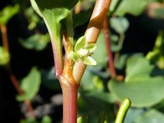 Muehlenbeckia rhyticarya