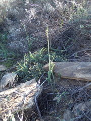 Bulbine succulenta
