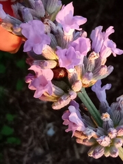 Chrysolina americana