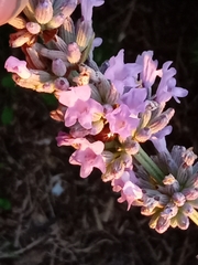 Chrysolina americana