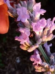 Chrysolina americana