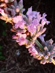 Chrysolina americana