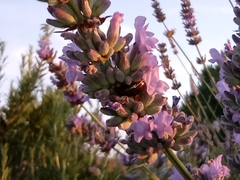 Chrysolina americana