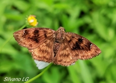 Nisoniades bromias