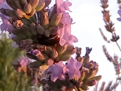 Chrysolina americana