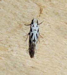 Nemapogon variatella