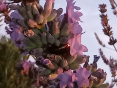 Chrysolina americana