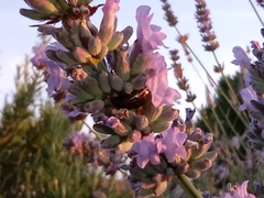 Chrysolina americana