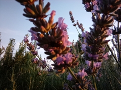 Chrysolina americana