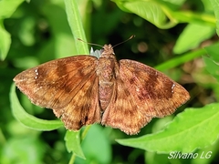 Nisoniades bromias
