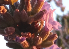 Chrysolina americana
