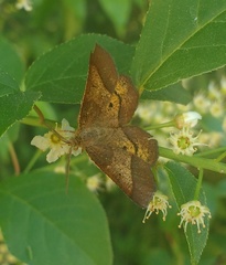 Metarranthis obfirmaria