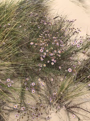 Erigeron blochmaniae