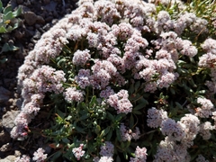 Eriogonum microtheca alpinum