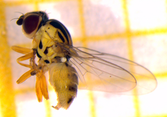 Thaumatomyia notata