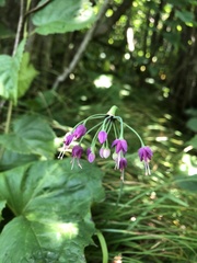 Allium allegheniense