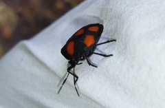 Brachystethus rubromaculatus