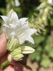 Campanula alliariifolia