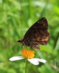 Nisoniades bromias