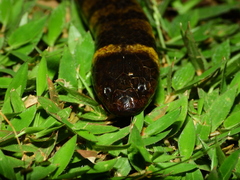 Hydrops triangularis