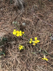 Erysimum suffrutescens