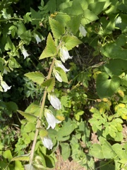 Campanula alliariifolia