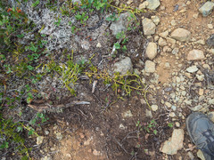 Diphasiastrum sitchense