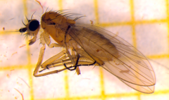 Lonchoptera bifurcata