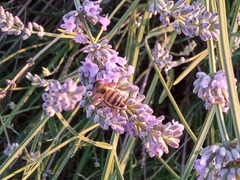 Apis mellifera