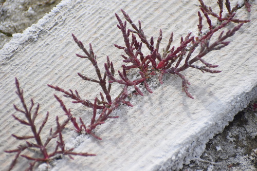 Image of Salicornia borealis by (c) Syd Cannings, some rights reserved (CC BY)