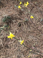 Erysimum suffrutescens