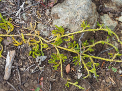 Diphasiastrum sitchense