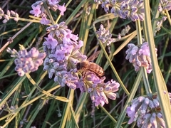 Apis mellifera