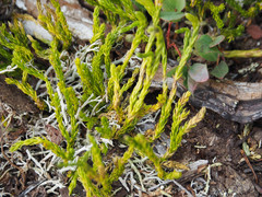 Diphasiastrum sitchense