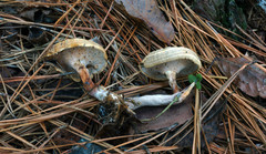 Microporellus dealbatus