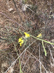 Erysimum suffrutescens