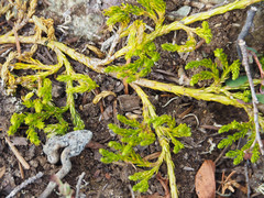 Diphasiastrum sitchense